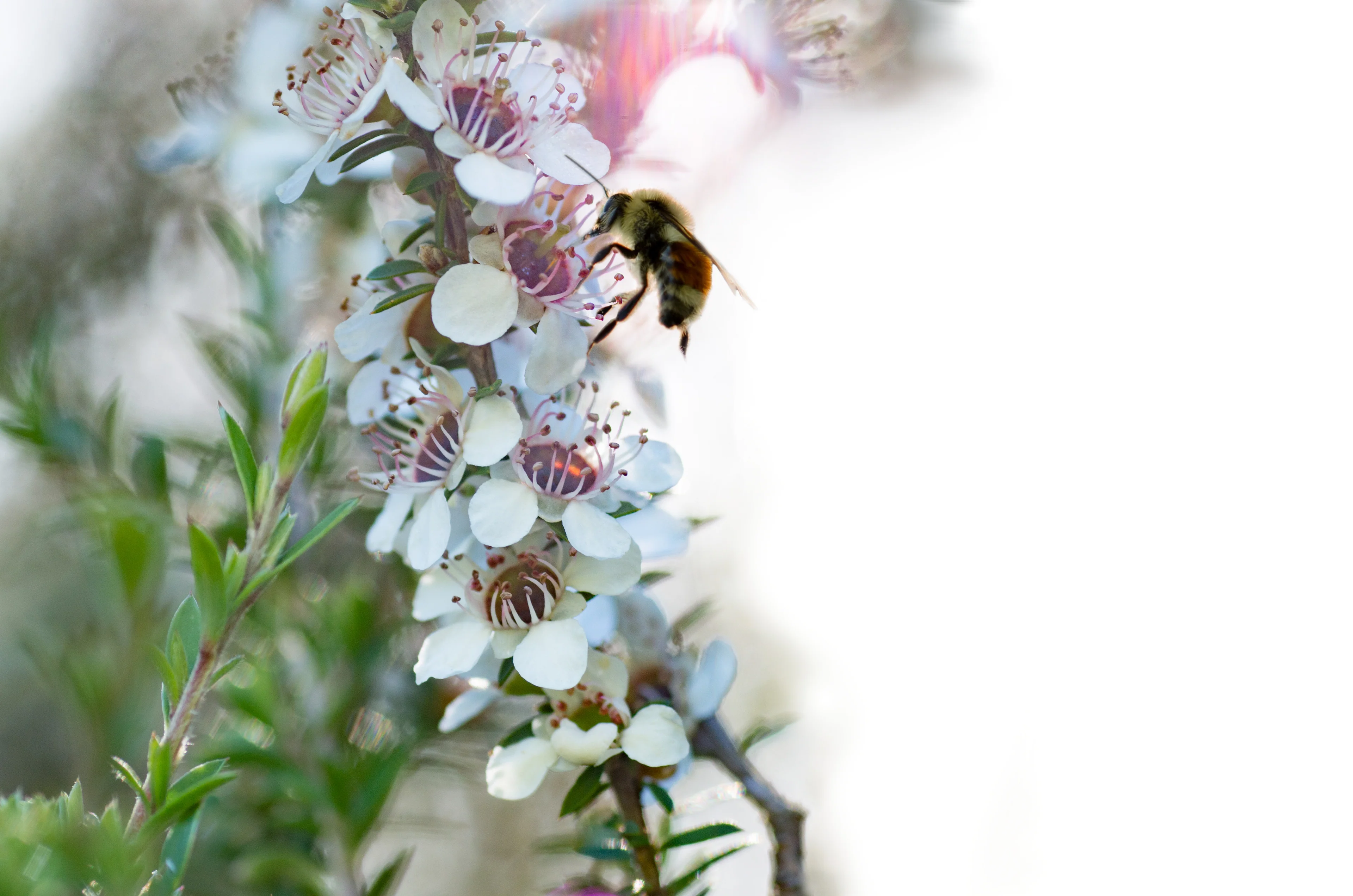 Science-Backed Beauty, Ancient Botanicals